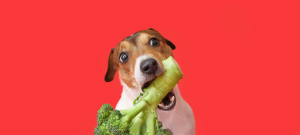 Perro mordiendo verduras